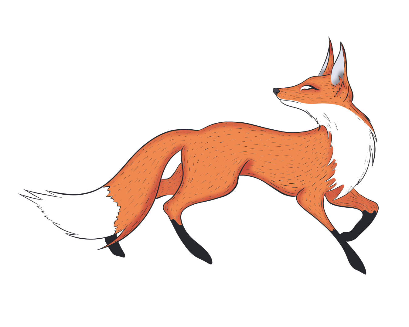 fox illustration